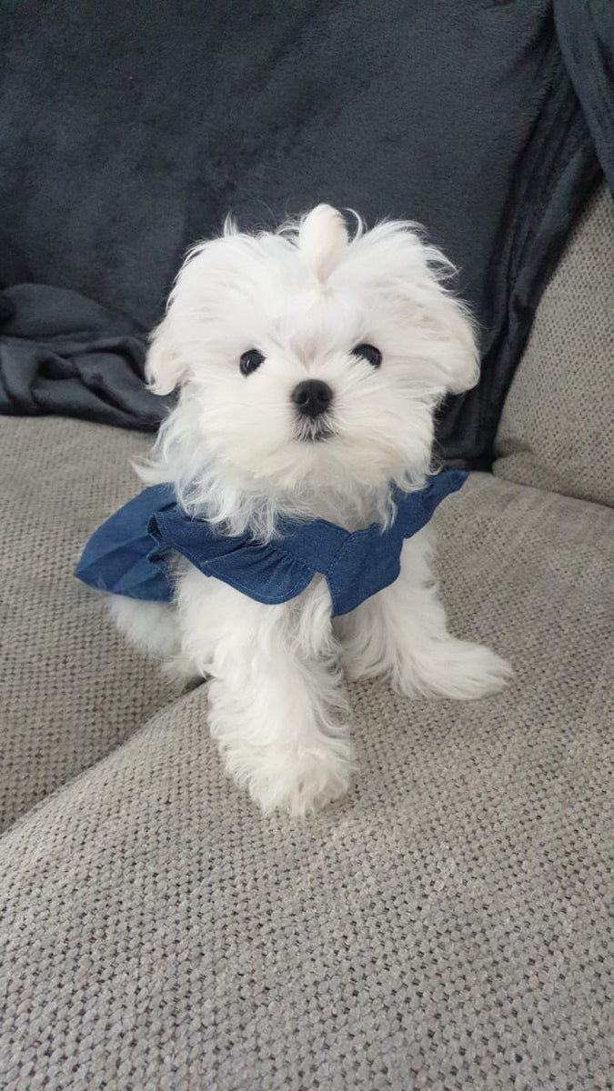 Dubai Teacup Maltese puppies [lowellteacuppuppies] Lowell Teacup