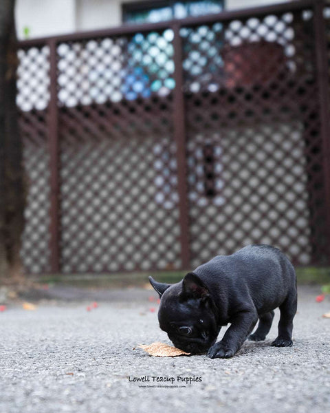 Mini French bulldog Female [Poppy] - Lowell Teacup Puppies inc