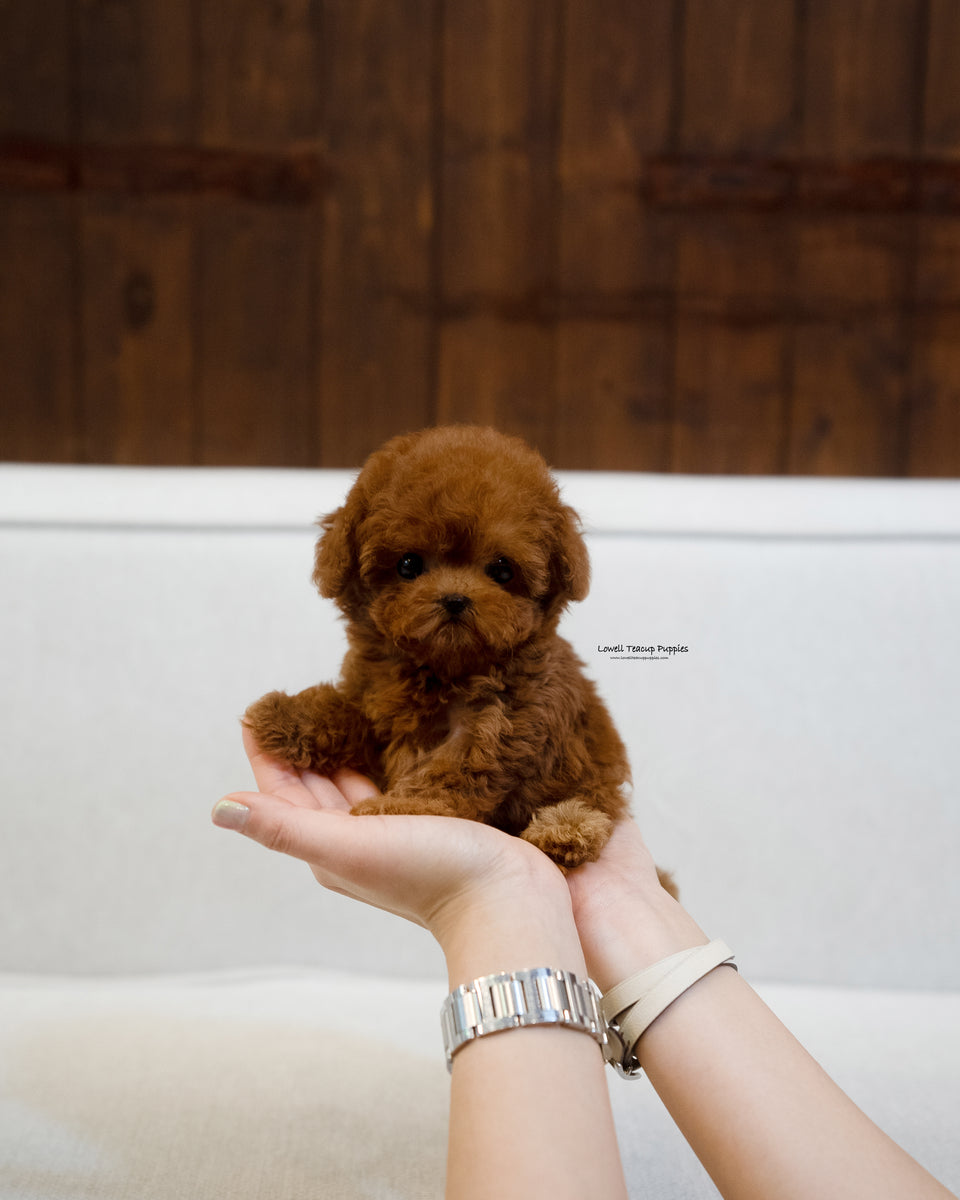 Cinnamon micro poodle full grown on sale