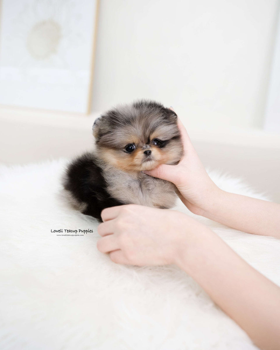 Teacup Pomeranian Female [Kiara] | Lowell Teacup Puppies inc, image size:960x1200