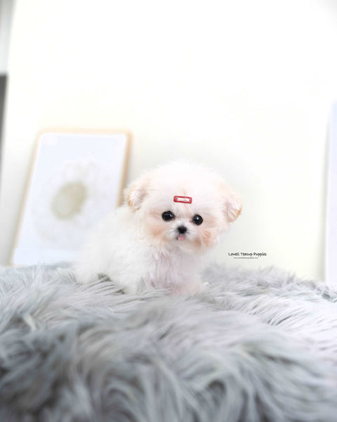 Tiny Poodle Female [Avril]