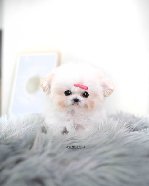 Tiny Poodle Female [Avril]