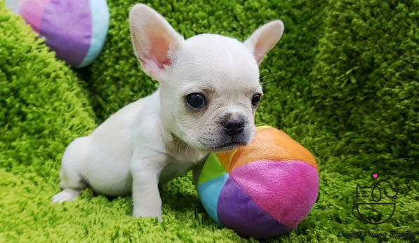 French Bulldog Male [Topi] - Lowell Teacup Puppies inc