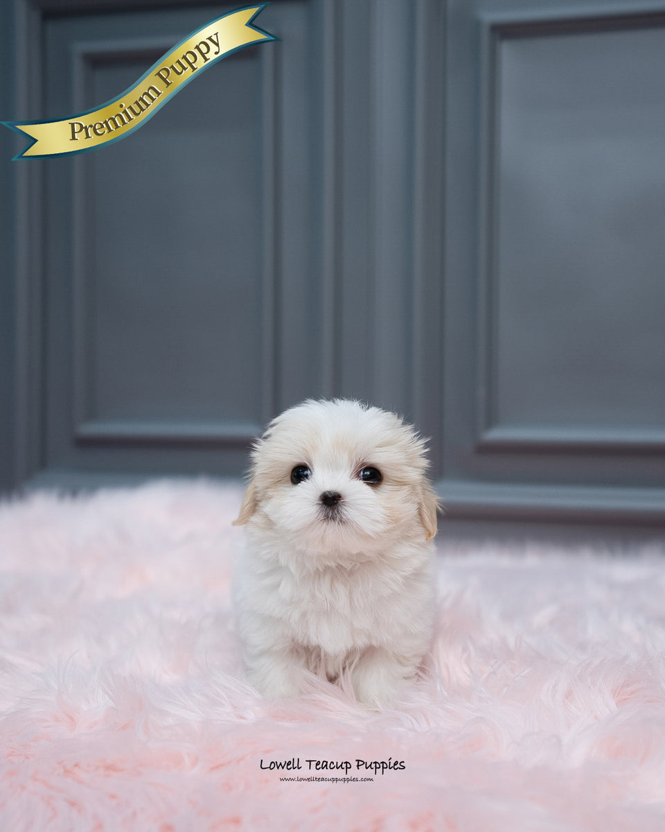 Mini Coton De Tulear Male [Austin] Lowell Teacup Puppies inc