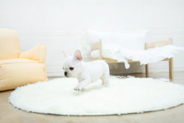 French bulldog Male [Mateo] - Lowell Teacup Puppies inc