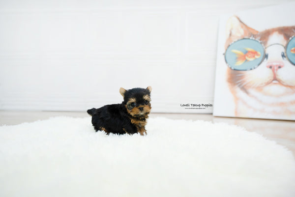 Teacup Yorkie Female [Betty] - Lowell Teacup Puppies inc