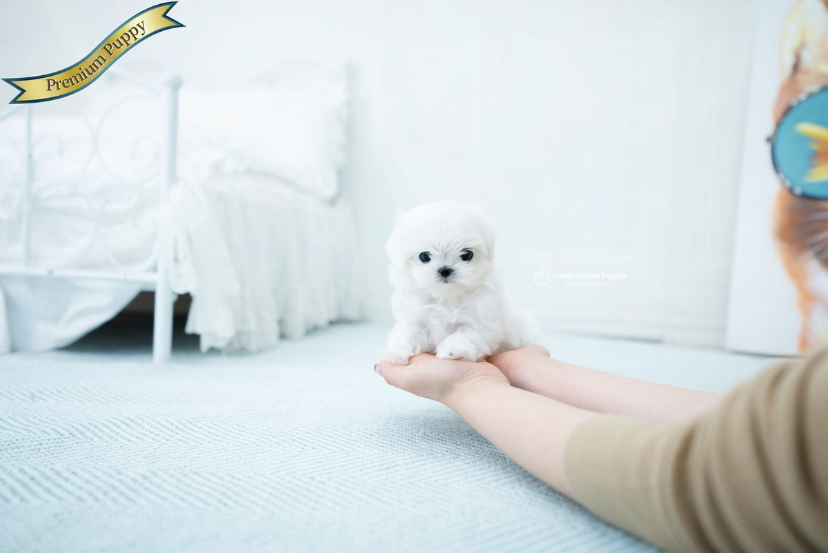 Teacup Maltese Male [Melon] Lowell Teacup Puppies inc