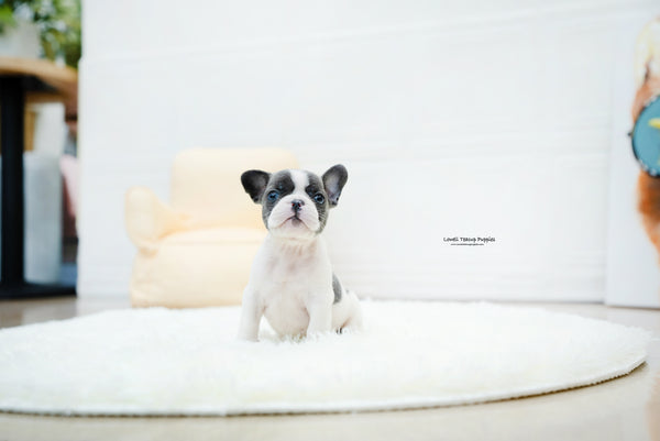 French bulldog Male [Brody] - Lowell Teacup Puppies inc