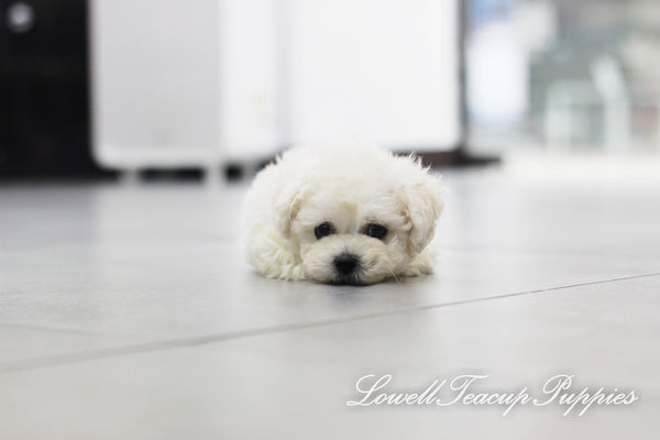 Teacup Bichon Female [Petit] - Lowell Teacup Puppies inc