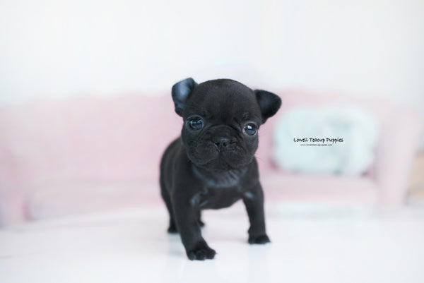 Teacup French Bulldog Female [Ember] - Lowell Teacup Puppies inc