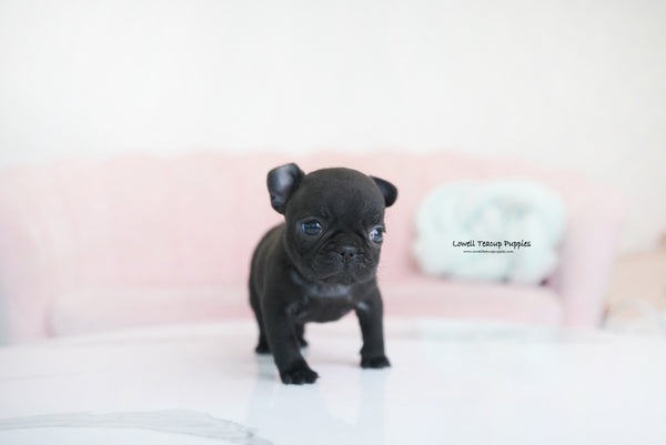 Teacup French Bulldog Female [Ember] - Lowell Teacup Puppies inc