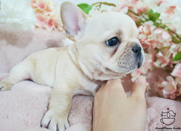 French bulldog [Becky] - Lowell Teacup Puppies inc