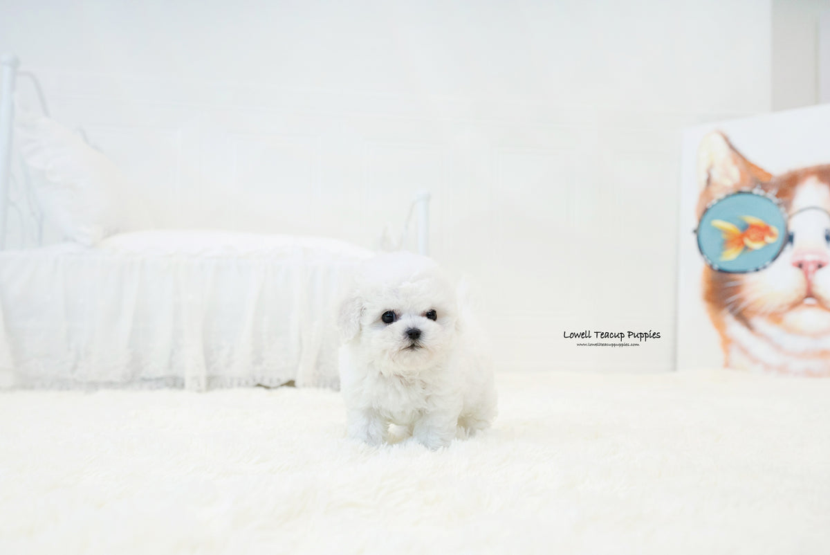 Teacup Bichon frise Male [Lyle] Lowell Teacup Puppies inc