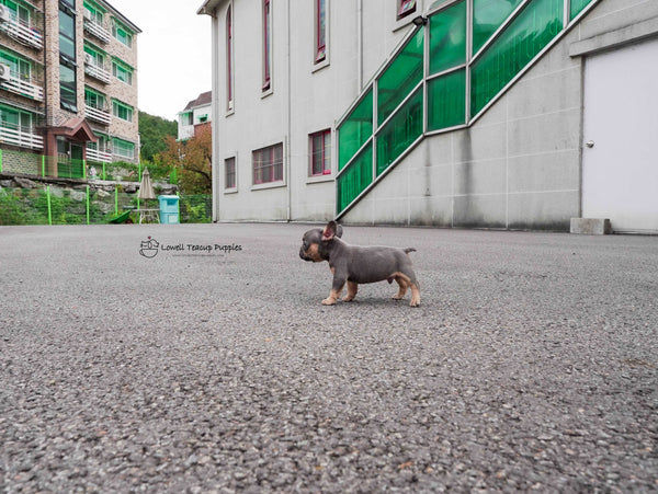Gabriel Lazarov / Teacup French bulldog Male [Benz]