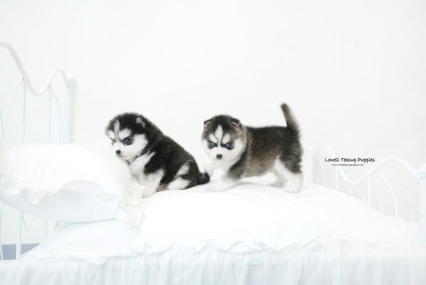 Teacup Pomsky [Emma&Edison] - Lowell Teacup Puppies inc