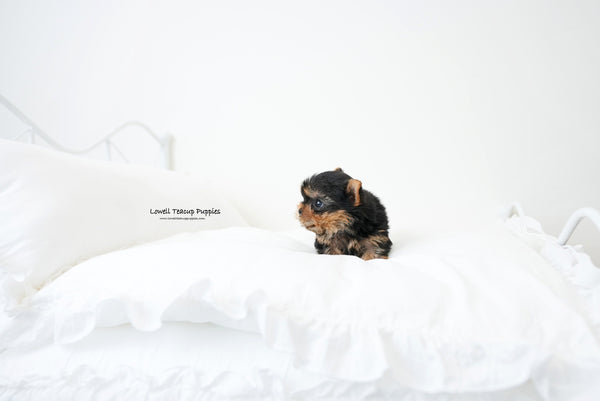 Teacup yorkie Male [Finn] - Lowell Teacup Puppies inc