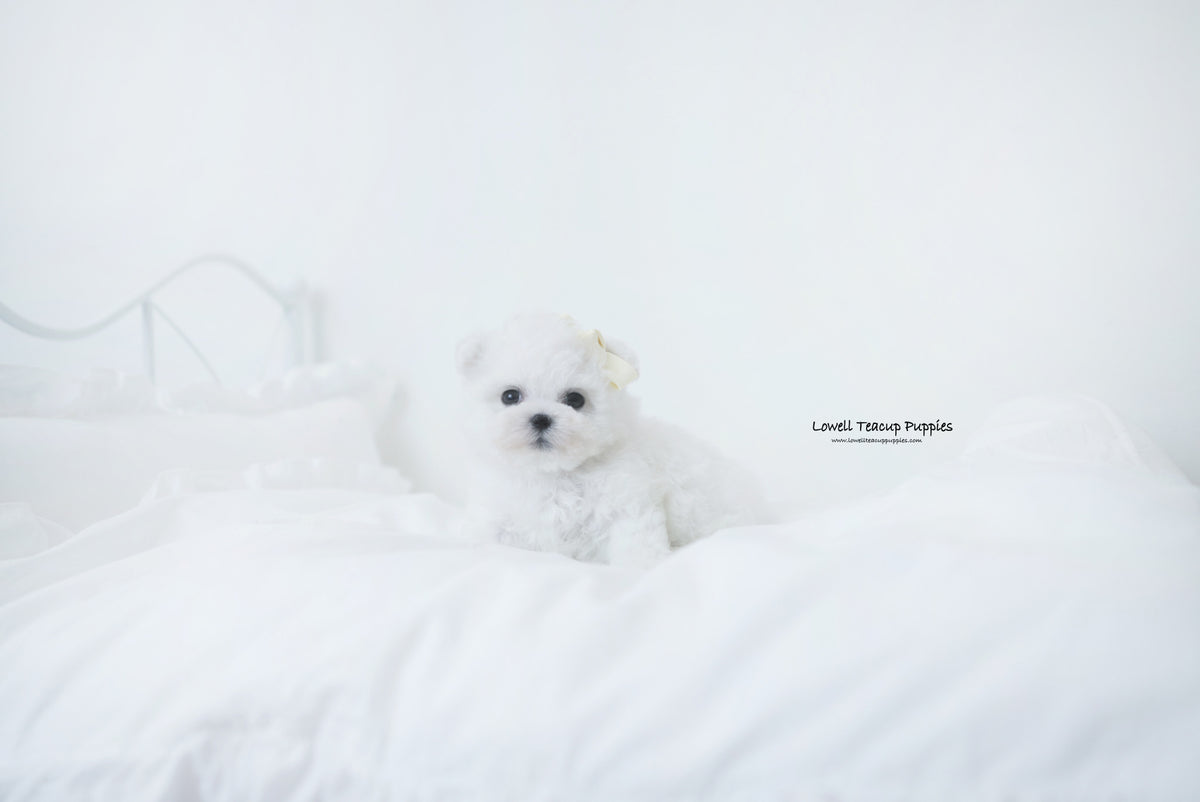 Teacup Bichon frise Male [Oatmeal] Lowell Teacup Puppies inc
