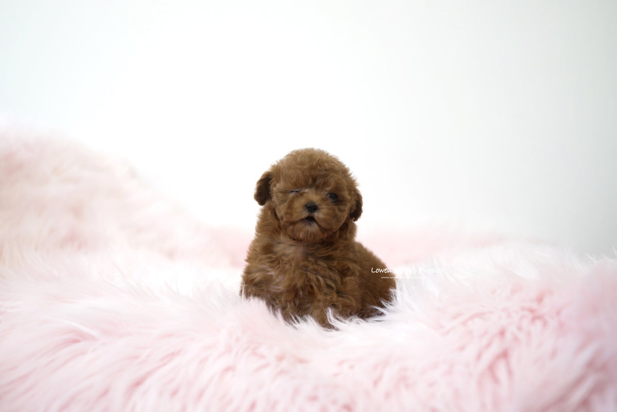 Teacup Poodle Female [Lizzy] Lowell Teacup Puppies inc