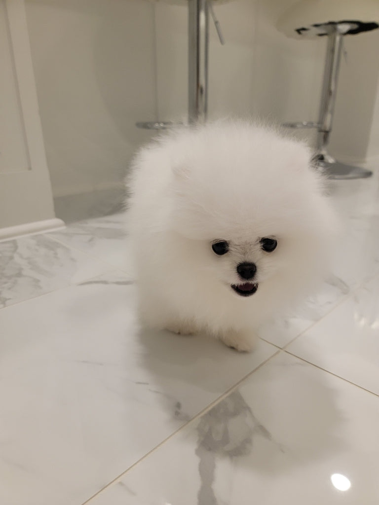 Teacup Pomeranian [lowellteacuppuppies]
