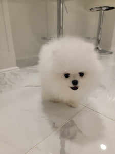 Teacup Pomeranian [lowellteacuppuppies]
