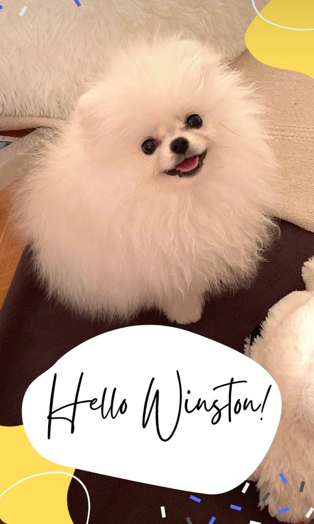 Teacup Pomeranian puppies [lowellteacuppuppies]