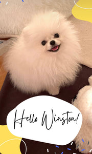 Teacup Pomeranian puppies [lowellteacuppuppies]