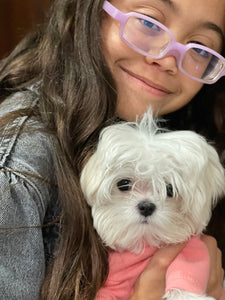 Teacup Maltese puppies [lowellteacuppuppies]