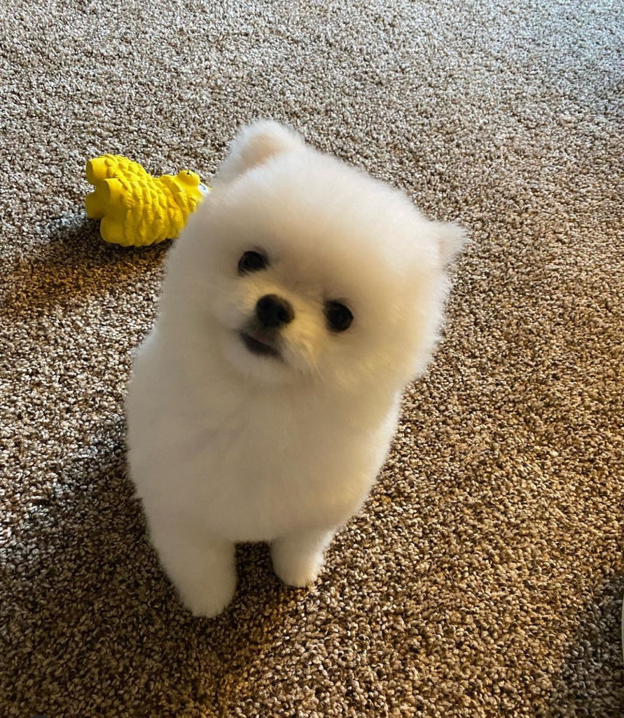 Teacup Pomeranian puppies [lowellteacuppuppies]