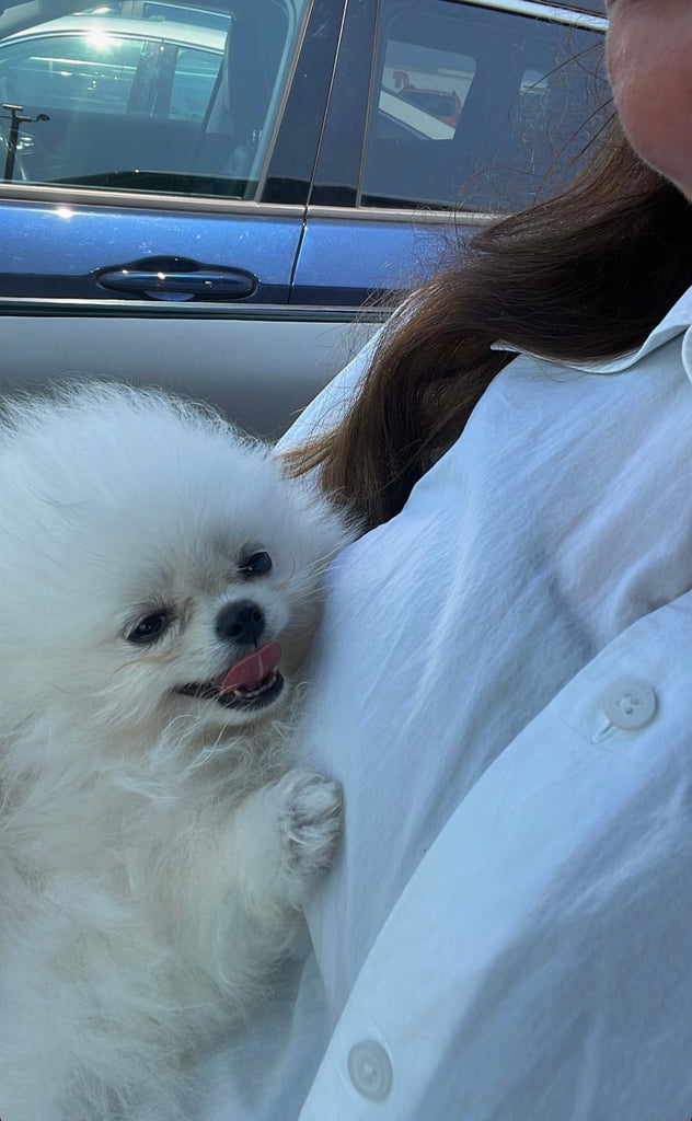 Teacup Pomeranian puppies [lowellteacuppuppies]