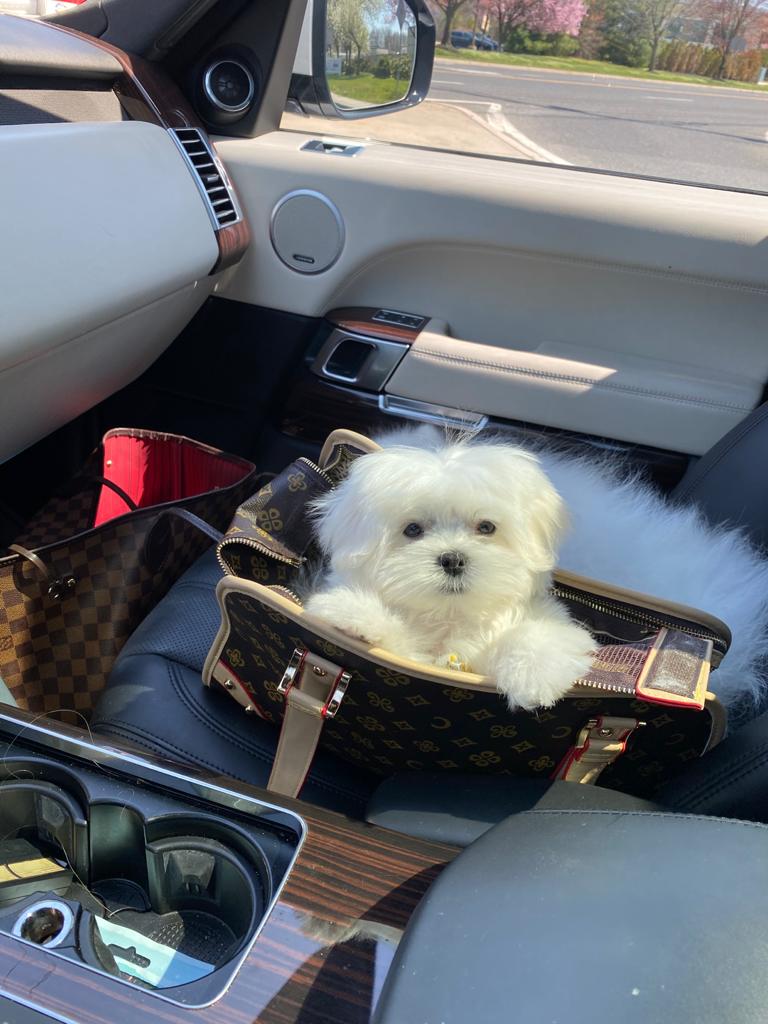Teacup Maltese [lowellteacuppuppies]