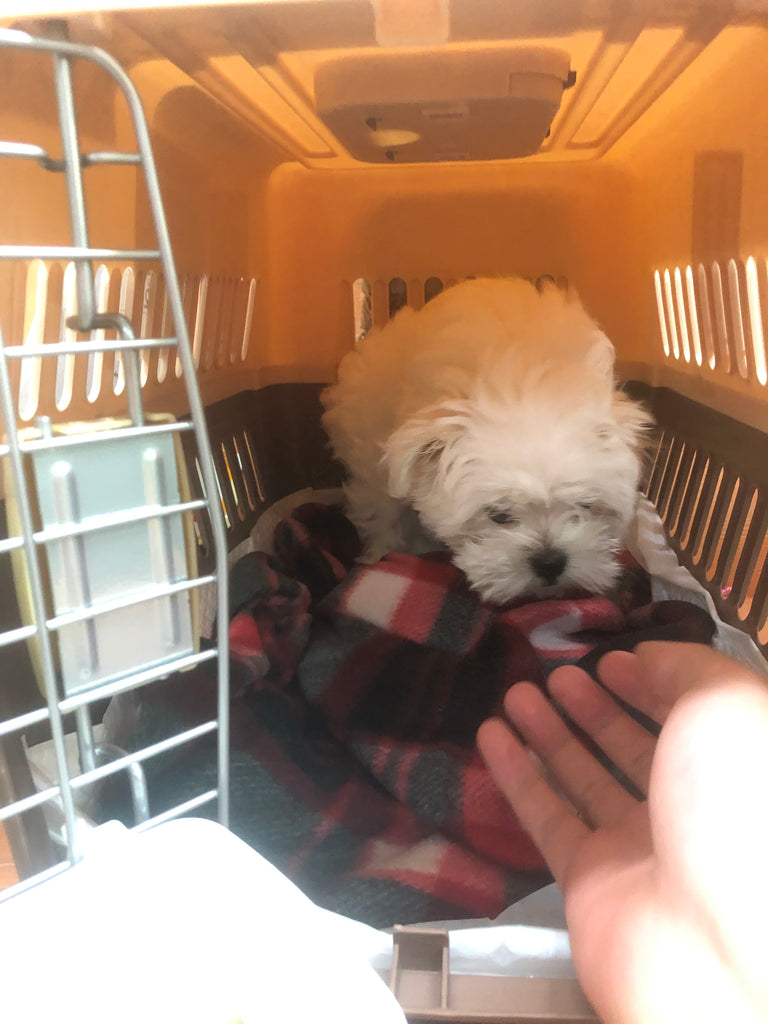 Teacup Maltese [lowellteacuppuppies]