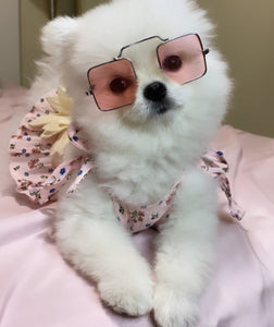 Teacup Pomeranian puppies [lowellteacuppuppies]