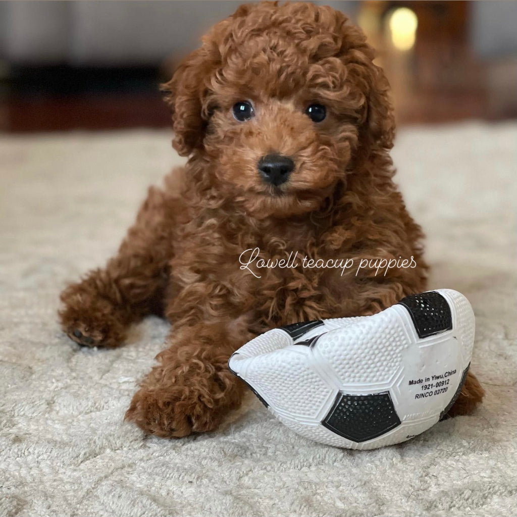Teacup Poodle [lowellteacuppuppies]