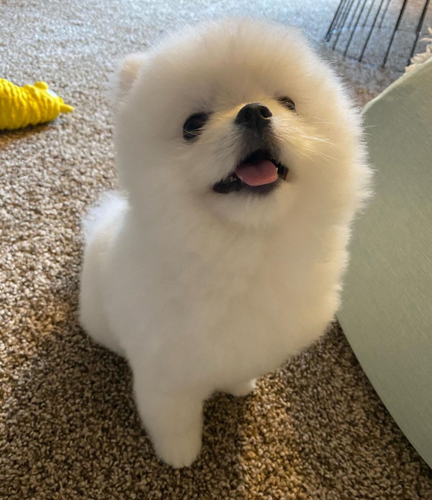 Teacup Pomeranian puppies [lowellteacuppuppies]