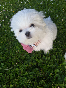 Teacup Maltese [lowellteacuppuppies]