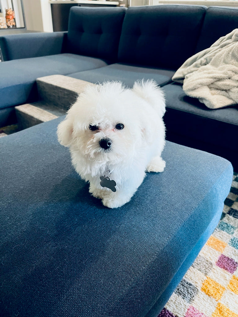 Teacup Bichonfrise  [lowellteacuppuppies]