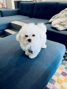 Teacup Bichonfrise  [lowellteacuppuppies]