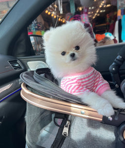 Teacup Pomeranian puppies [lowellteacuppuppies]