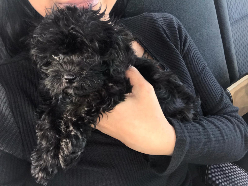 Teacup Maltipoo [lowellteacuppuppies]