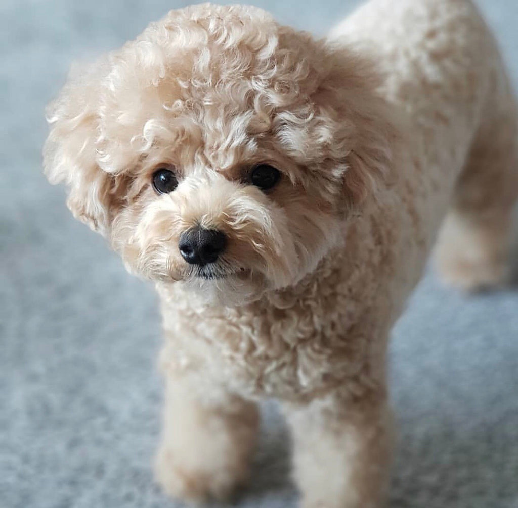 Poodle [Lowell Puppies]
