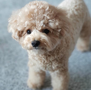 Poodle [Lowell Puppies]