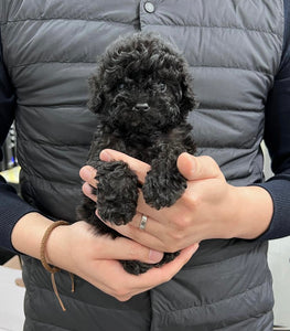 Teacup Poodle [lowellteacuppuppies]