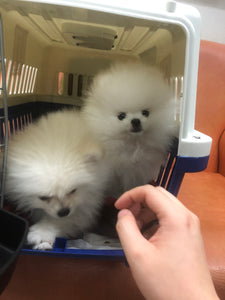 Teacup Pomeranian [lowellteacuppuppies]