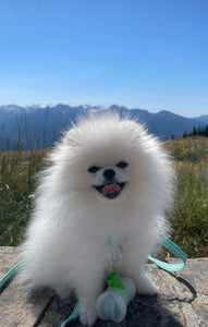 Teacup Pomeranian puppies [lowellteacuppuppies]