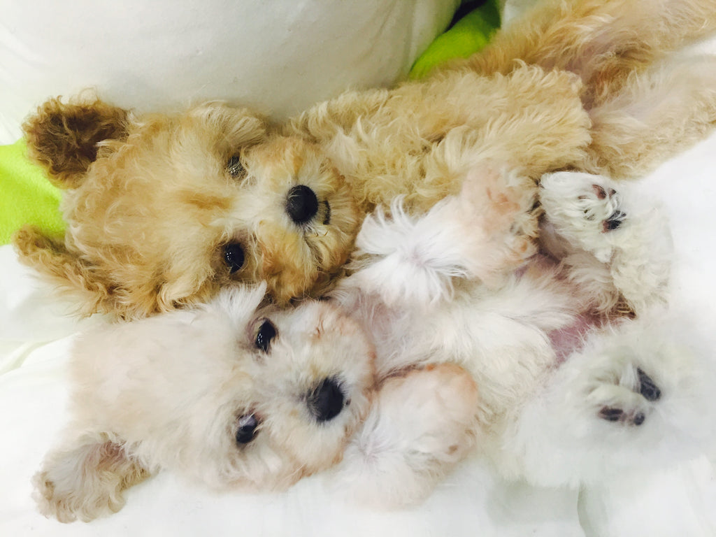 Teacup poodle Twins [Lowell Puppies]