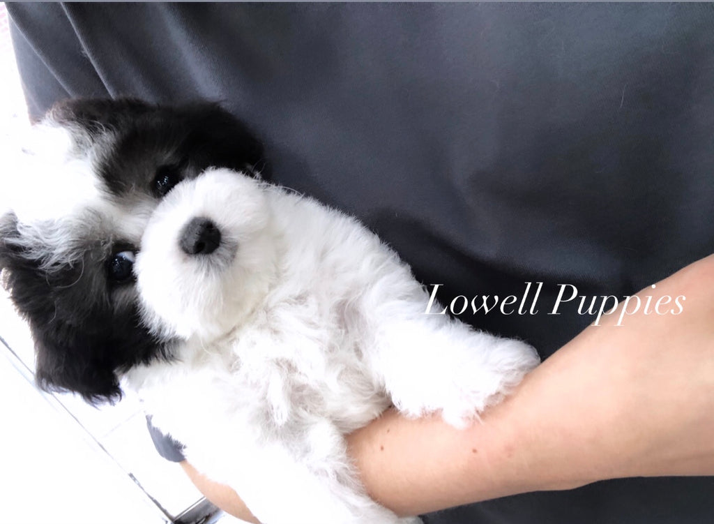 Teacup Maltipoo [Lowell puppies]