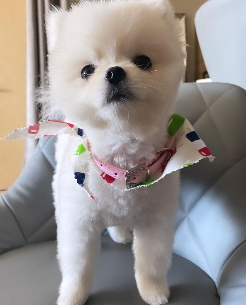 Teacup Pomeranian puppies [lowellteacuppuppies]