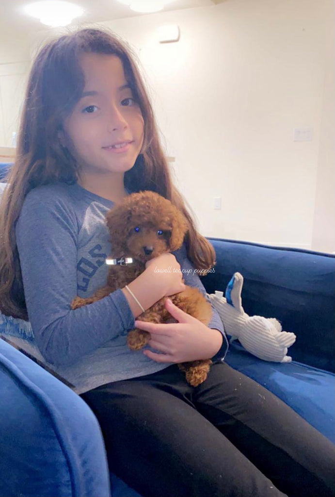 Teacup poodle [lowellteacuppuppies]