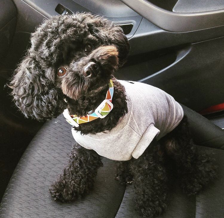 Poodle [Lowell Puppies]