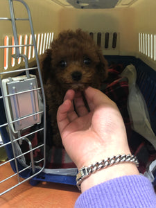 Teacup Poodle [lowellteacuppuppies]